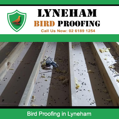 Bird droppings and debris on corrugated roof requiring professional bird proofing in Lyneham